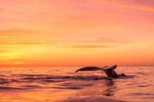 https://www.sunsetmonalisa.com/wp-content/uploads/2024/03/Whales_Los-Cabos_Sunset-Monalisa_0-300x200.webp